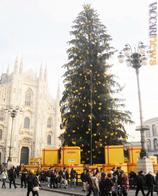L’albero in piazza Duomo