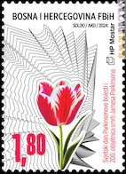 Il tulipano rosso e bianco